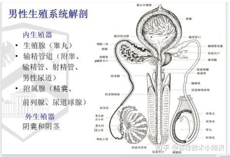 男人生殖系統